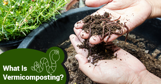 What Is Vermicomposting?