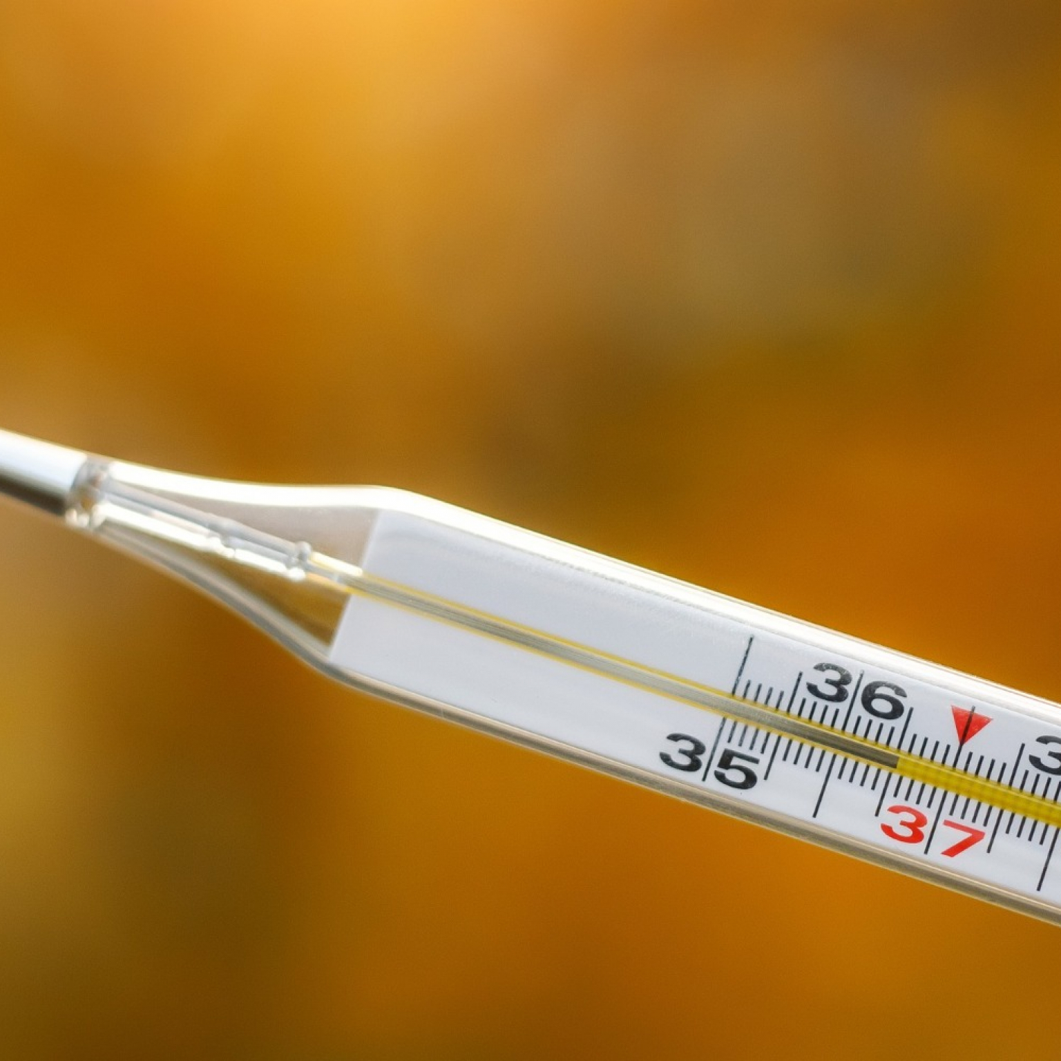 a mercury thermometer on an autumn background ready for safety disposal